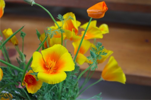 california poppy